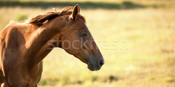 Cavalo brisbane olho grama beleza verão Foto stock © artistrobd