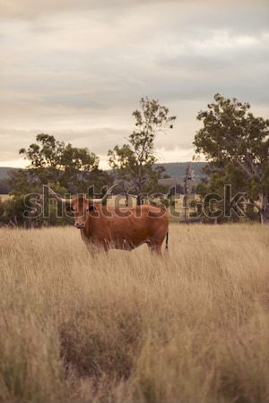 Longhorn Cow in the paddock Stock photo © artistrobd