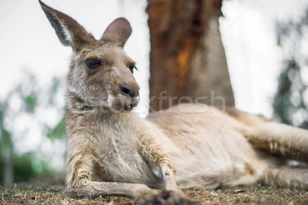 Kangaroo outside during the day. Stock photo © artistrobd