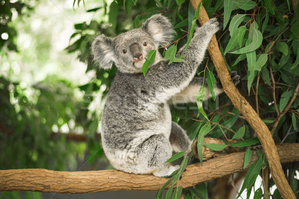 Koala in a eucalyptus tree. Stock photo © artistrobd
