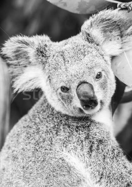 Koala arbre blanc noir extérieur ours Photo stock © artistrobd