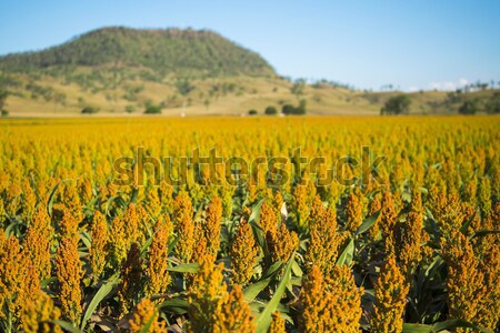 View of Mount Walker and Sorghum Stock photo © artistrobd