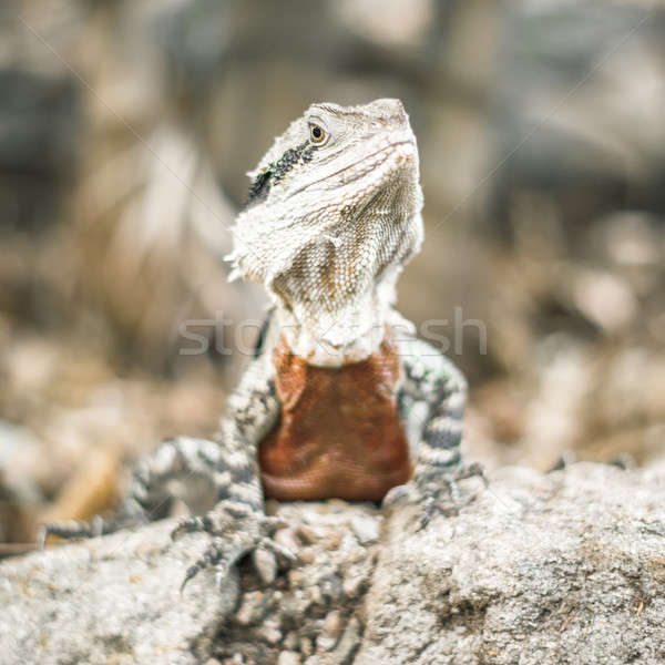 Foto d'archivio: Acqua · Dragon · fuori · giorno · tardi · pomeriggio