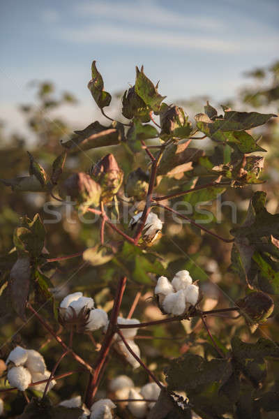 Coton domaine queensland champs prêt récolte [[stock_photo]] © artistrobd