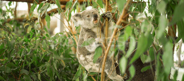 Coala árvore australiano ao ar livre tenha ramo Foto stock © artistrobd