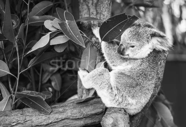 Koala ağaç siyah beyaz avustralya açık havada ayı Stok fotoğraf © artistrobd