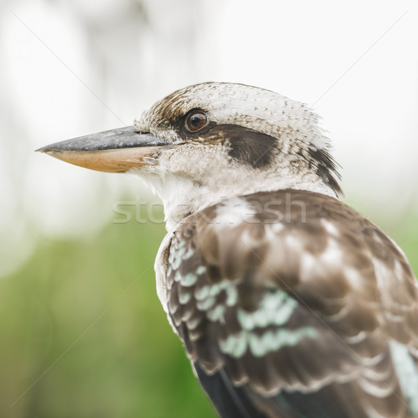 Ruhend Tag Freien Queensland Gesicht Stock foto © artistrobd