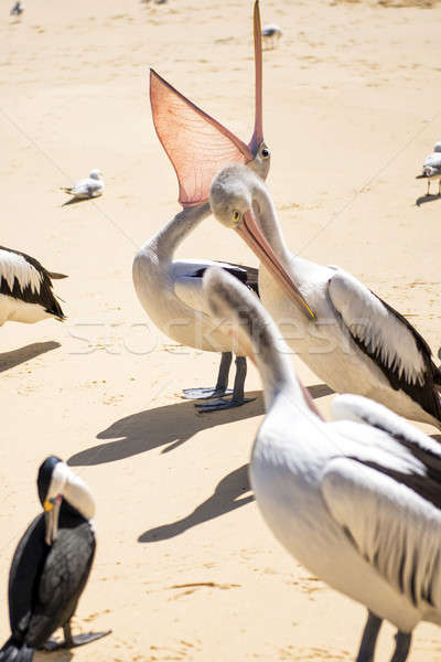 Ptaków plaży inny dzień wyspa Zdjęcia stock © artistrobd