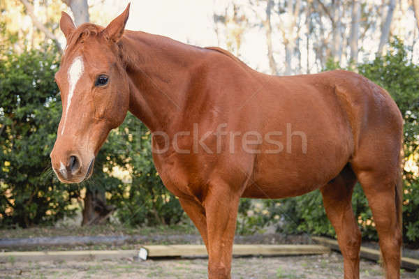 Horse in the paddock Stock photo © artistrobd