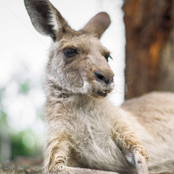 Kangaroo outside during the day. Stock photo © artistrobd