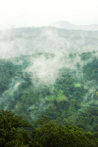 Alberi montagna queensland nuvoloso piovosa giorno Foto d'archivio © artistrobd