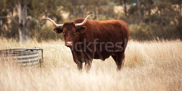 Longhorn Cow in the paddock Stock photo © artistrobd