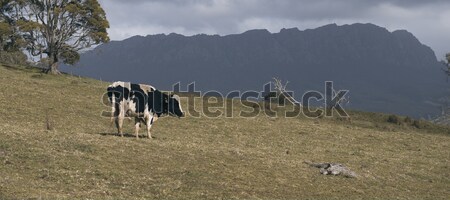 Holstein Fresian cow Stock photo © artistrobd