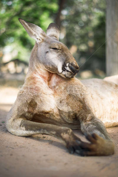 кенгуру за пределами день австралийский улице природы Сток-фото © artistrobd