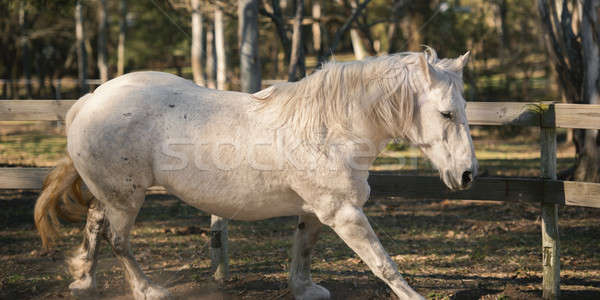 Horse in the paddock Stock photo © artistrobd