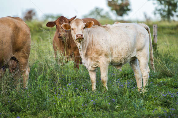 Foto d'archivio: Vacche · paese · giorno · queensland · sfondo · estate