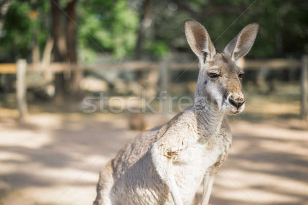 Kangaroo outside during the day. Stock photo © artistrobd