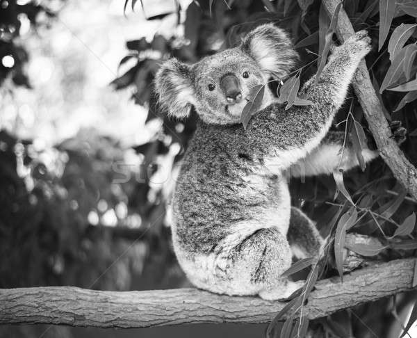 Koala дерево черно белые австралийский улице природы Сток-фото © artistrobd