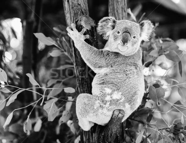 Stock photo: Koala in a eucalyptus tree. Black and White