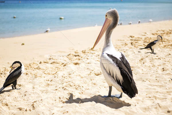 Ptaków plaży inny dzień wyspa Zdjęcia stock © artistrobd