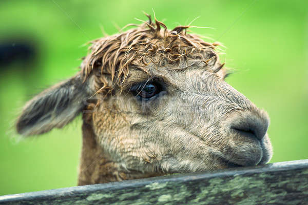 Alpaca by itself in a field  Stock photo © artistrobd