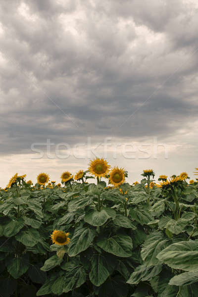 Floarea soarelui câmp dupa amiaza queensland Australia cer Imagine de stoc © artistrobd
