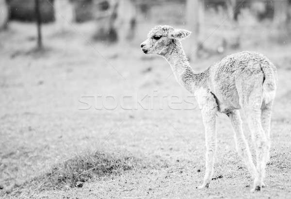 Bebé alpaca blanco negro campo día queensland Foto stock © artistrobd
