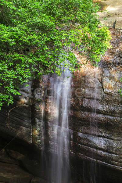 Sérénité soleil côte Australie forêt cascade [[stock_photo]] © artistrobd