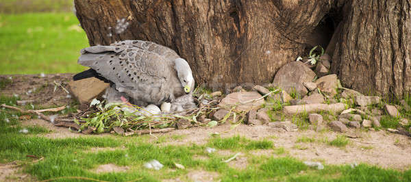 Cape Barren Goose with her nest Stock photo © artistrobd