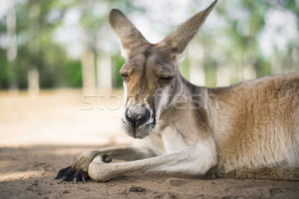 Stock photo: Kangaroo outside during the day.