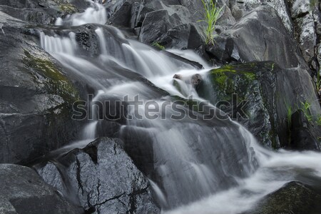 Cedr zatoczka wodospad parku splash świeże Zdjęcia stock © artistrobd