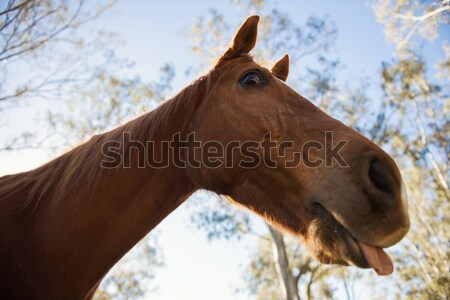 Konia oka lata głowie zwierząt skupić Zdjęcia stock © artistrobd