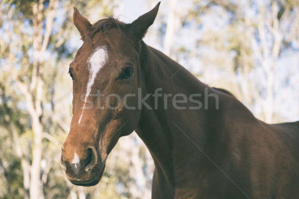 Caballo ojo verano cabeza animales enfoque Foto stock © artistrobd