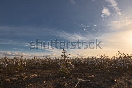 Cotone campo queensland campi pronto raccolta Foto d'archivio © artistrobd