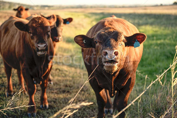Outback Cows  Stock photo © artistrobd