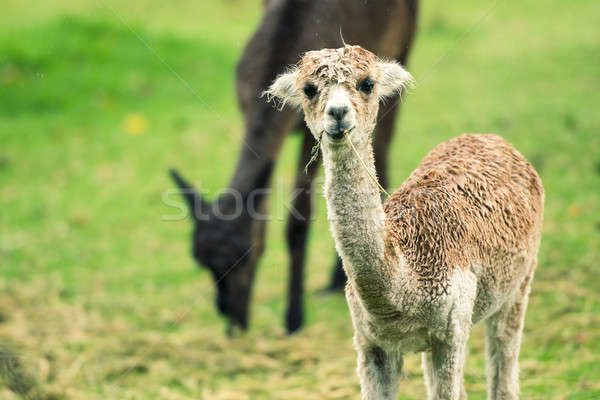 Bebé alpaca campo día queensland cara Foto stock © artistrobd