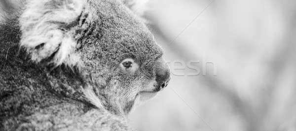 Coala árvore preto e branco australiano ao ar livre tenha Foto stock © artistrobd