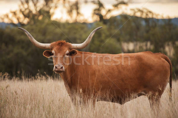 Longhorn Cow in the paddock Stock photo © artistrobd