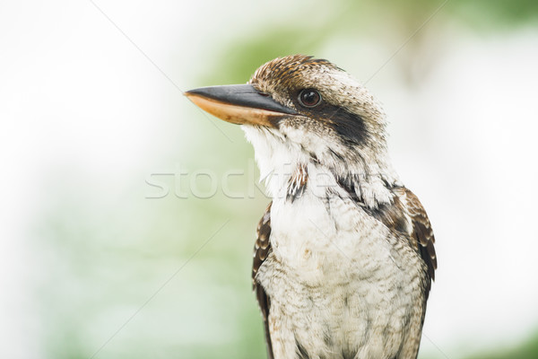 Kookaburra gracefully resting during the day. Stock photo © artistrobd