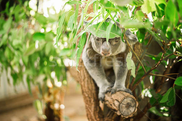 Koala drzewo australijczyk odkryty ponosi oddziału Zdjęcia stock © artistrobd