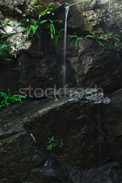 Kaskade Wasserfall Brisbane Queensland Australien Wasser Stock foto © artistrobd