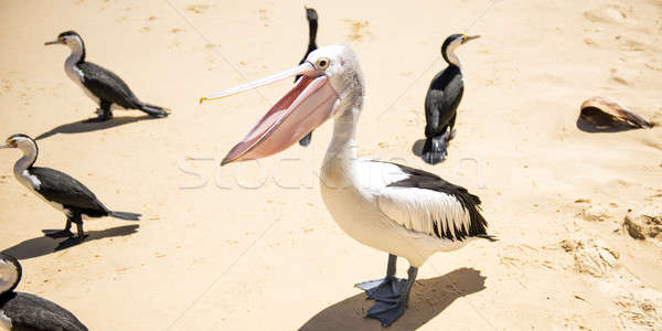 Oiseaux plage autre jour île [[stock_photo]] © artistrobd