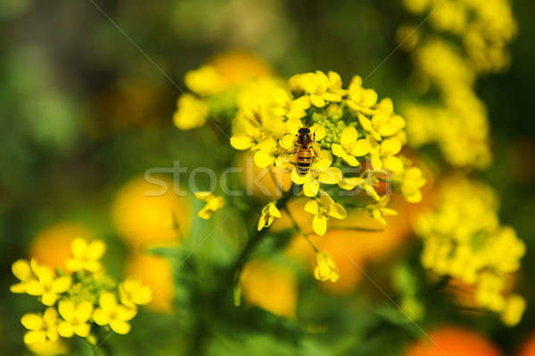 花卉 花園 晚 下午 景觀 美女 商業照片 © artistrobd