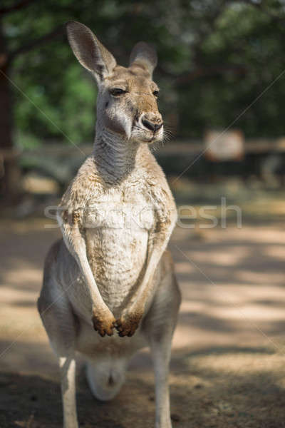 Kangaroo outside during the day. Stock photo © artistrobd