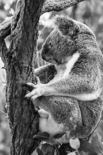Koala arbre blanc noir extérieur ours Photo stock © artistrobd
