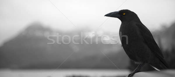 Black currawong resting on a tree branch Stock photo © artistrobd