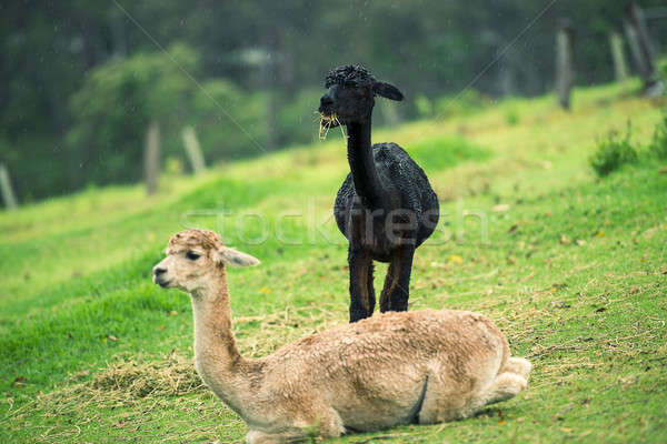 Alpacas in a field  Stock photo © artistrobd
