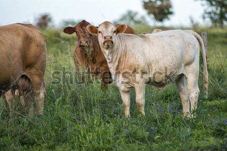 Foto d'archivio: Vacche · paese · giorno · queensland · sfondo · estate