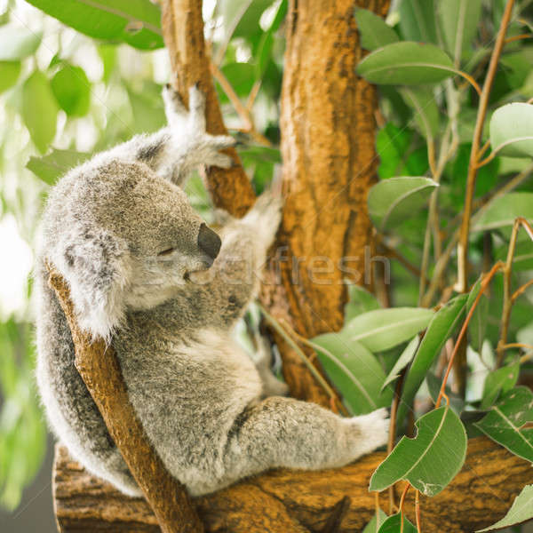 Koala árbol australiano aire libre tener rama Foto stock © artistrobd