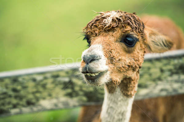 Alpaca by itself in a field  Stock photo © artistrobd